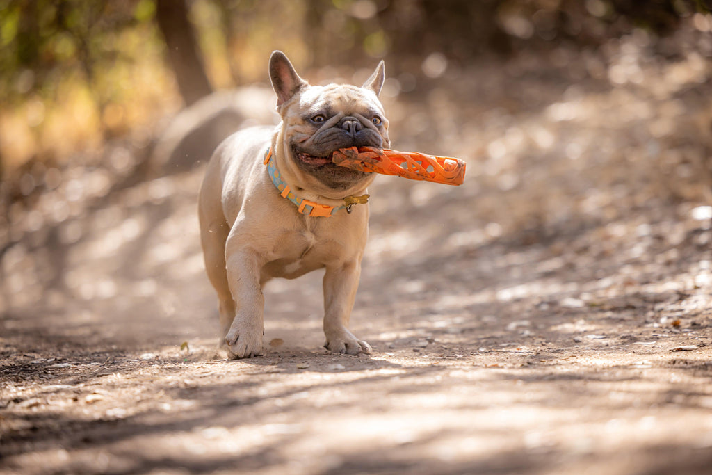 CHUCKIT! Air Fetch Stick Dog Toy Small - Sparklet