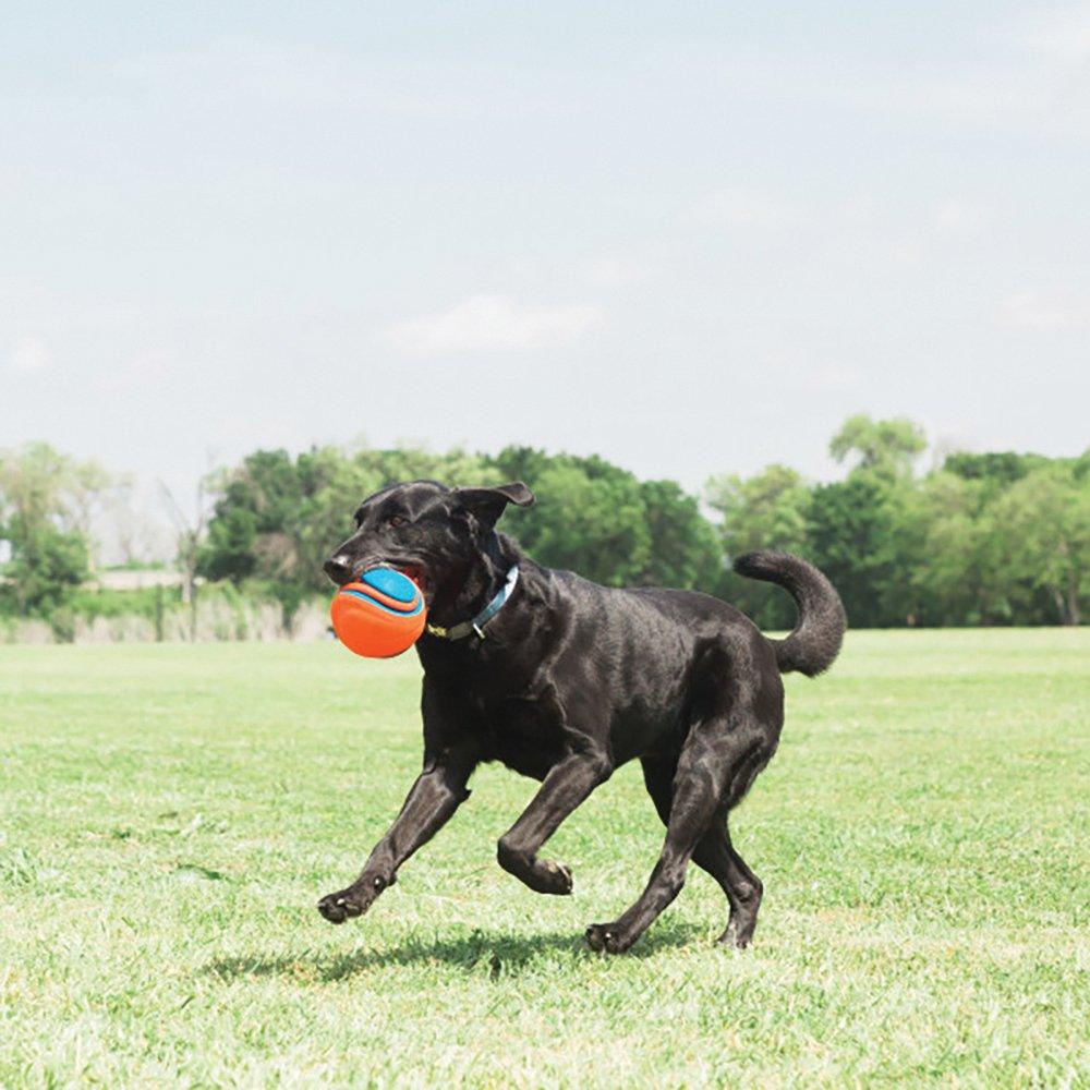 CHUCKIT! Rope Fetch Dog Toy - Sparklet