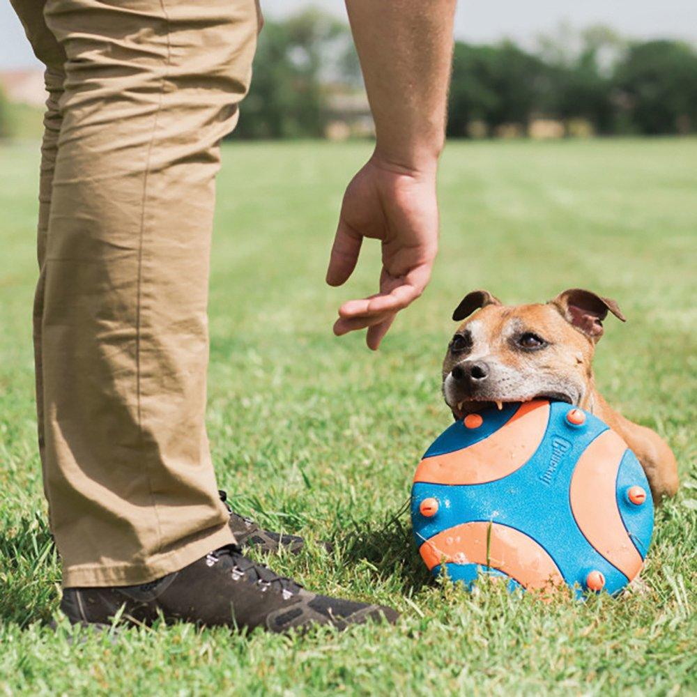 CHUCKIT! Whistle Flight Natural Rubber Frisbee Flyer For Dogs 28cm - Sparklet