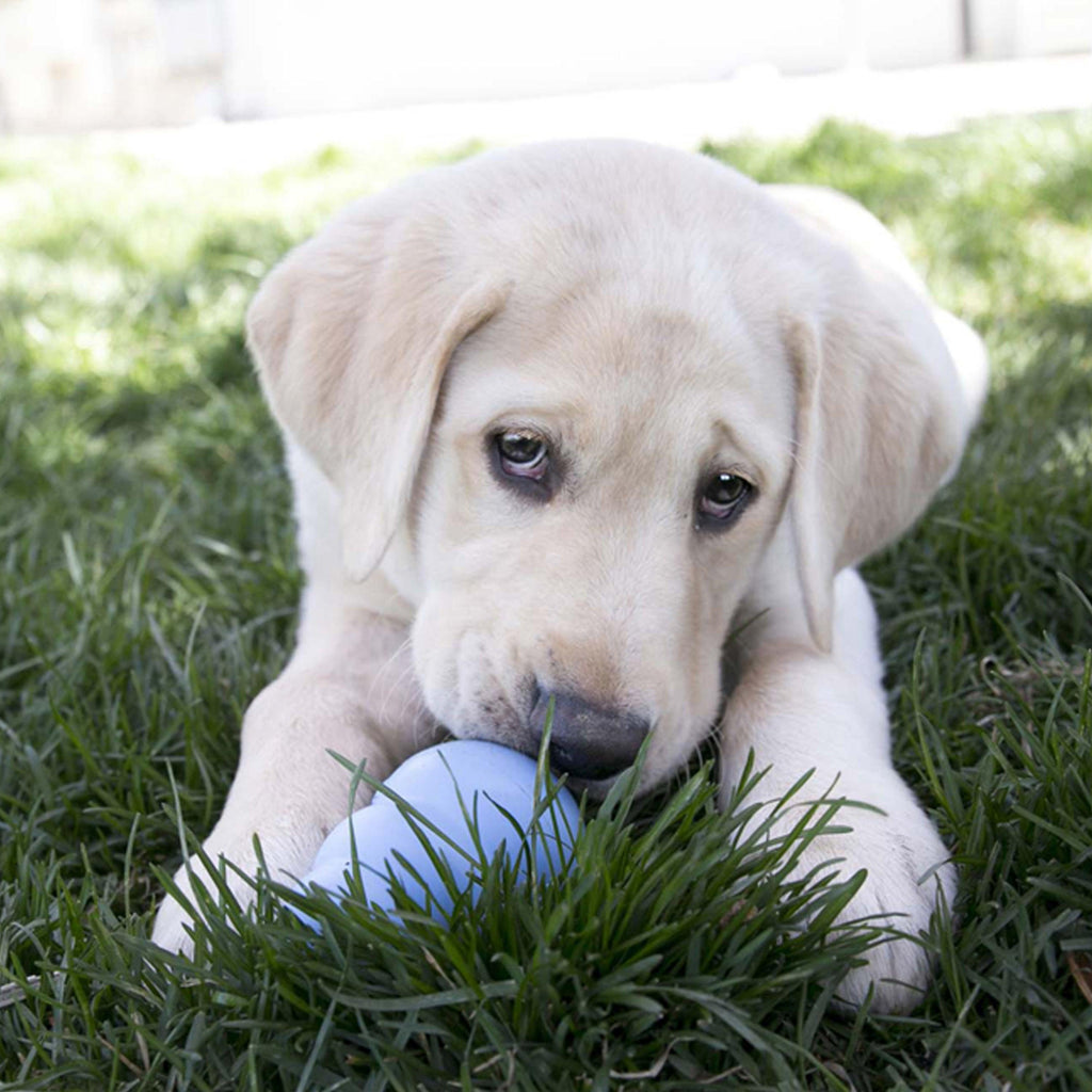 KONG Puppy Large (1pc Pink/Blue Random Colour) - Sparklet