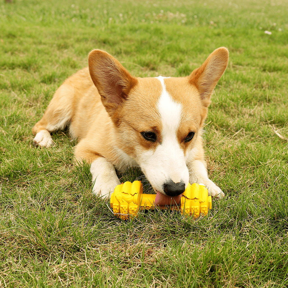 PETOPIA Ultra Tough Dog Chewing Toy - Dumb Dumbbell (Assorted Colour) - Sparklet