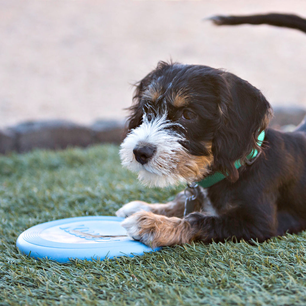 A dog holds down a Frisbee