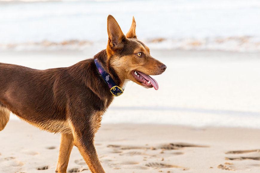 ANIPAL Billie the Bilby Collar (Made from recycled plastic) L - Sparklet