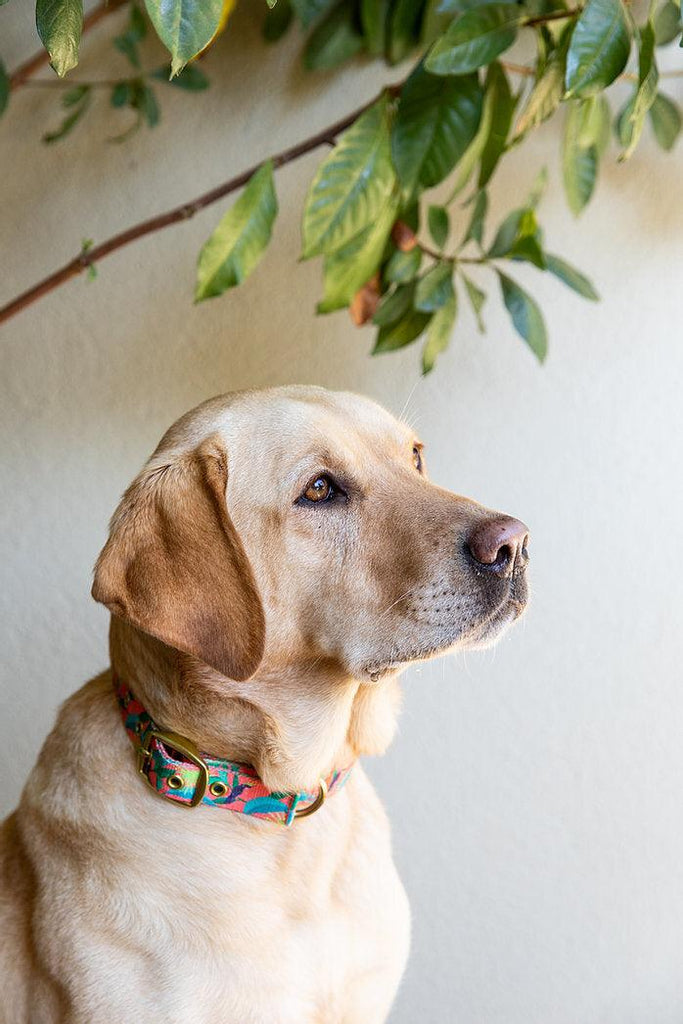 ANIPAL Clancy the Black Cockatoo Collar (Made from recycled plastic) L - Sparklet