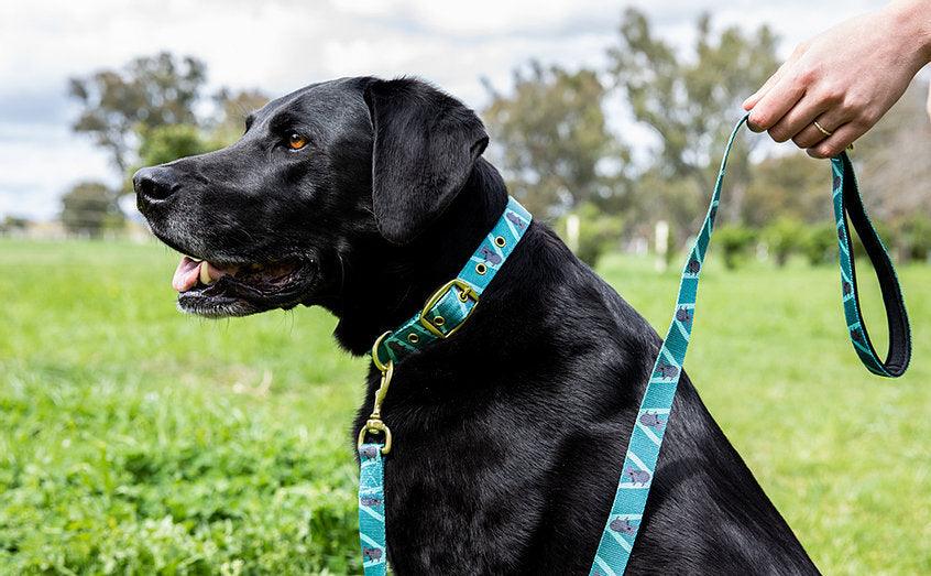 ANIPAL Kylo the Koala Collar (Made from recycled plastic) L - Sparklet