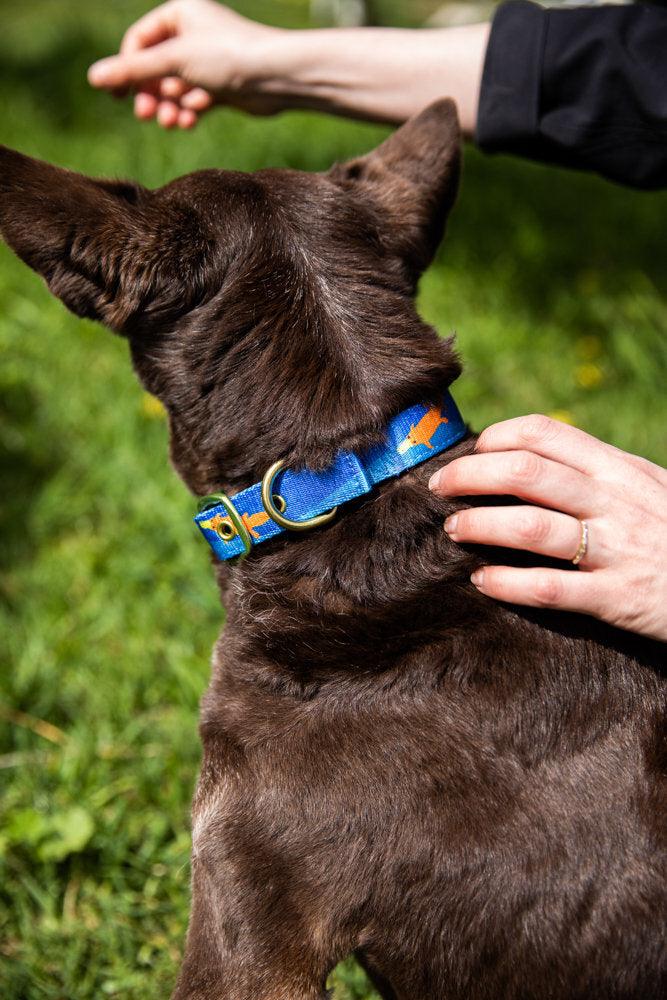 ANIPAL Piper The Platypus Collar (Made from recycled plastic) M - Sparklet