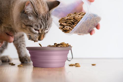 IBIYAYA Quick Bite Collapsible Travel Pet Bowl - Brown/Aubergine - Sparklet