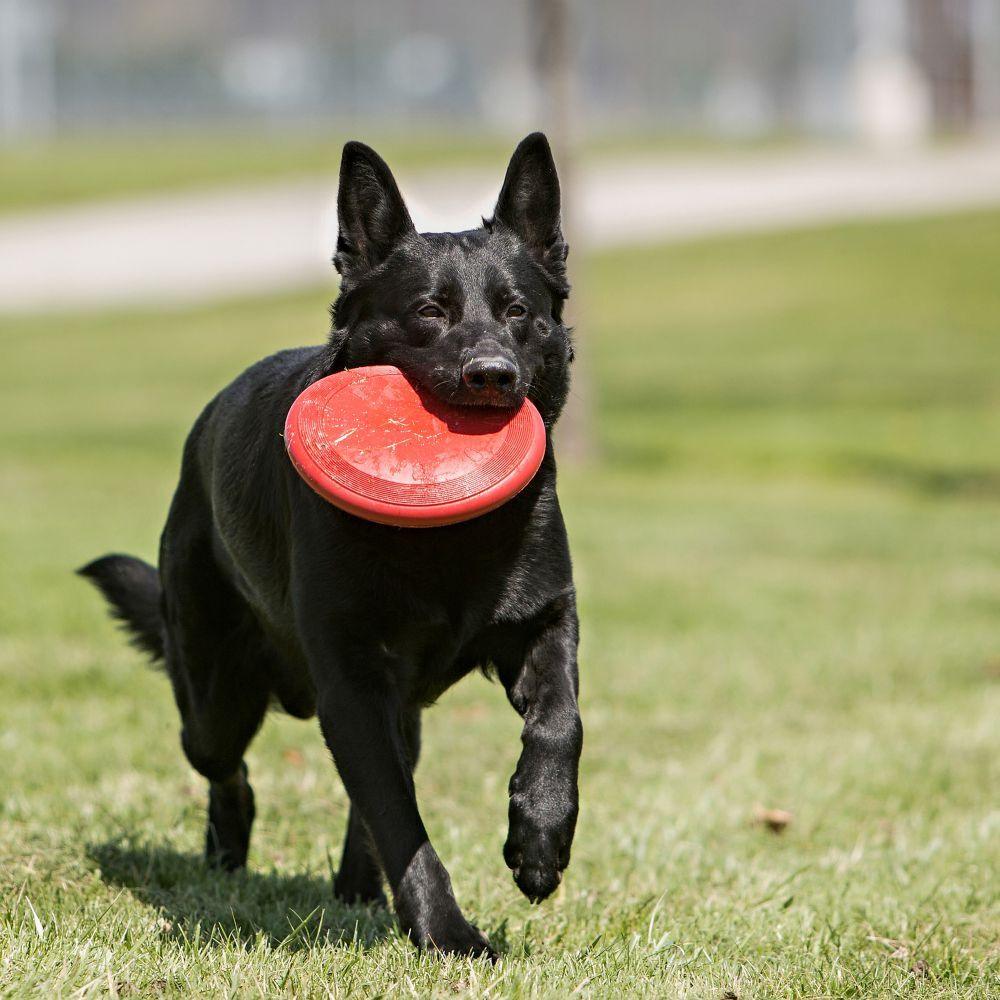 KONG Frisbee Flyer-Large - Sparklet