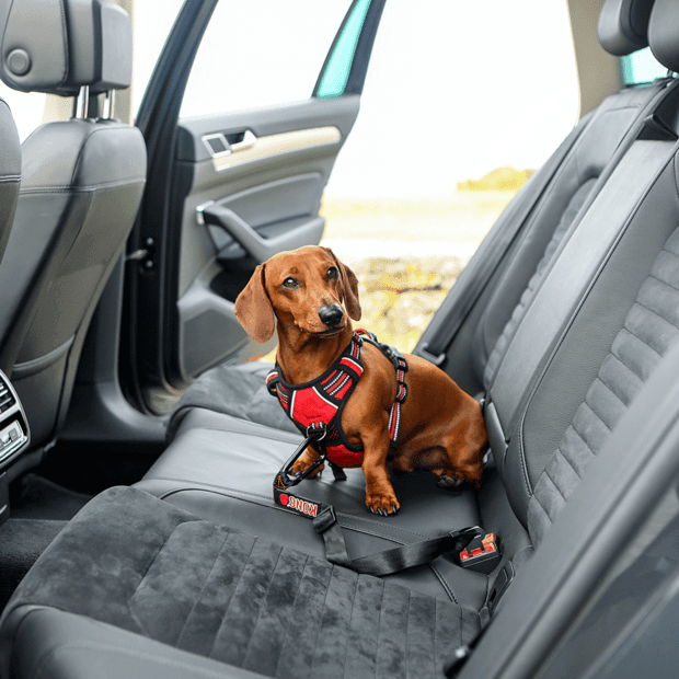 KONG Seat Belt Pet Travel Safety Tether - Sparklet