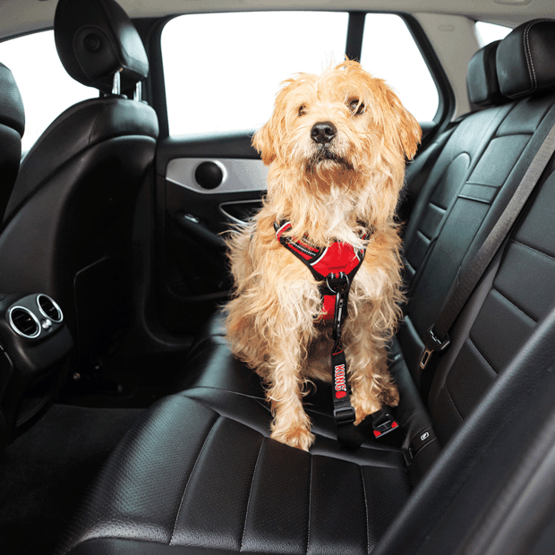 KONG Seat Belt Pet Travel Safety Tether - Sparklet