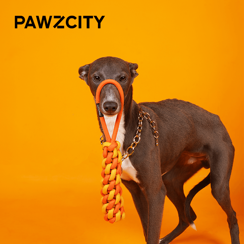 PAWZCITY Interactive Rope Stick With Loop - Bergamot - Sparklet