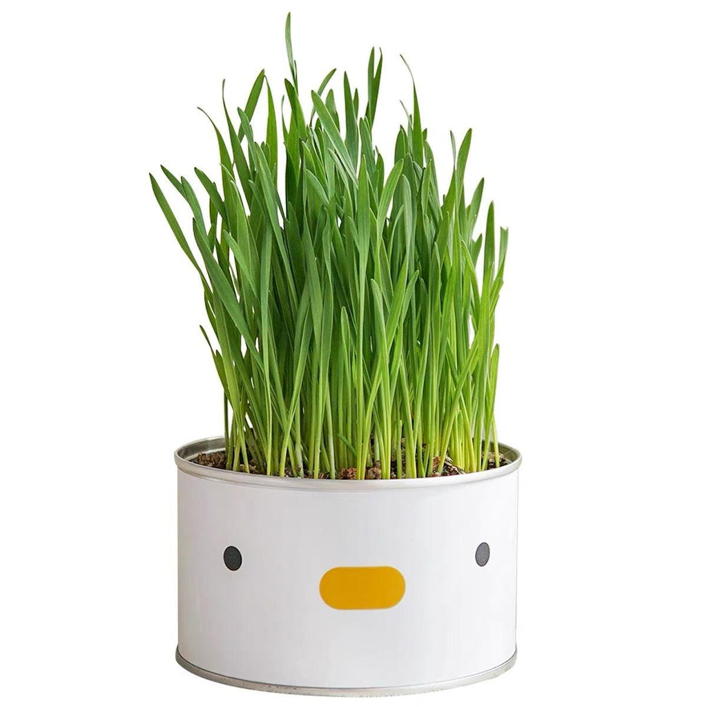 PURROOM Cat Grass - Chick - Sparklet