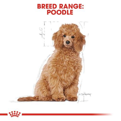 ROYAL CANIN Poodle Junior Puppy 3KG - Sparklet